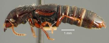 Media type: image;   Entomology 20240 Aspect: habitus lateral view